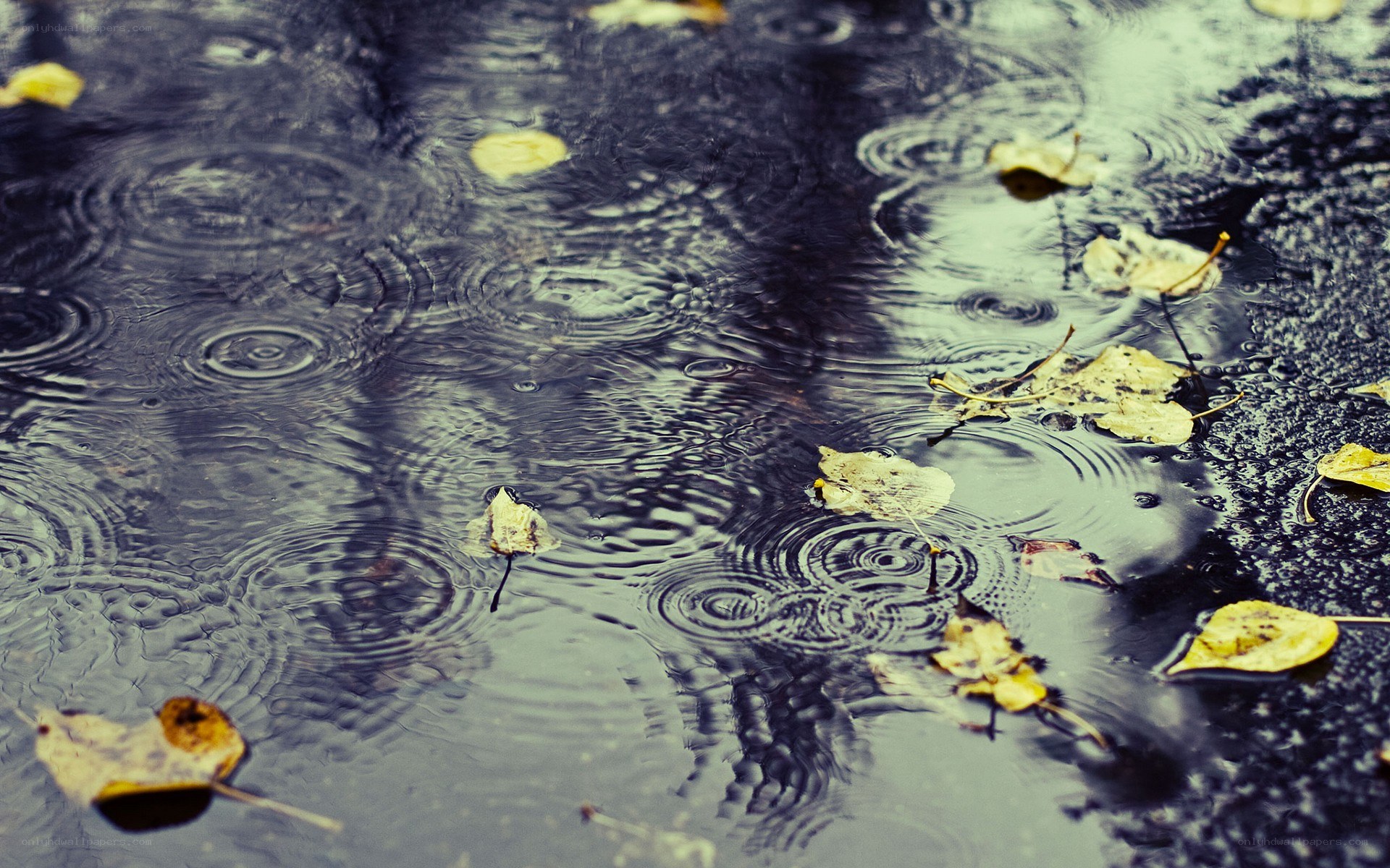raindrops on a puddle with leaves