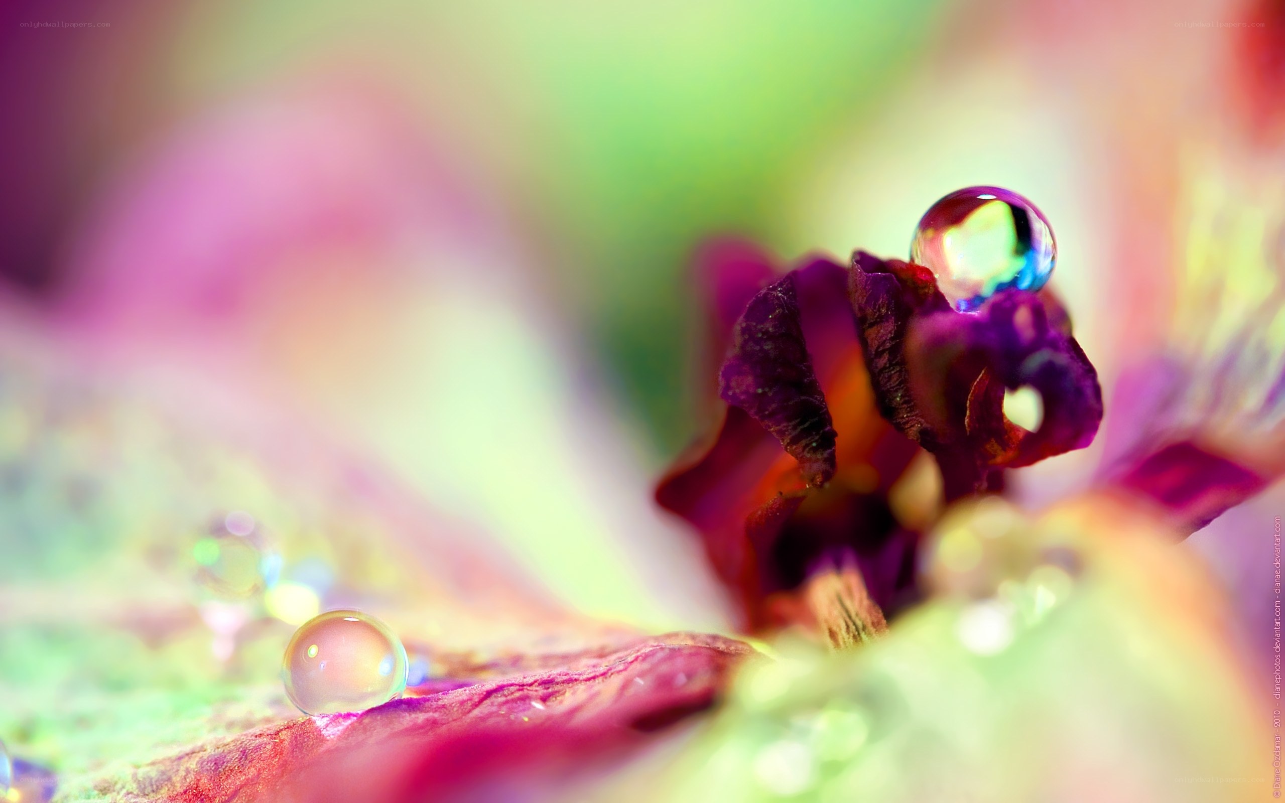 Raindrops on a purple flower