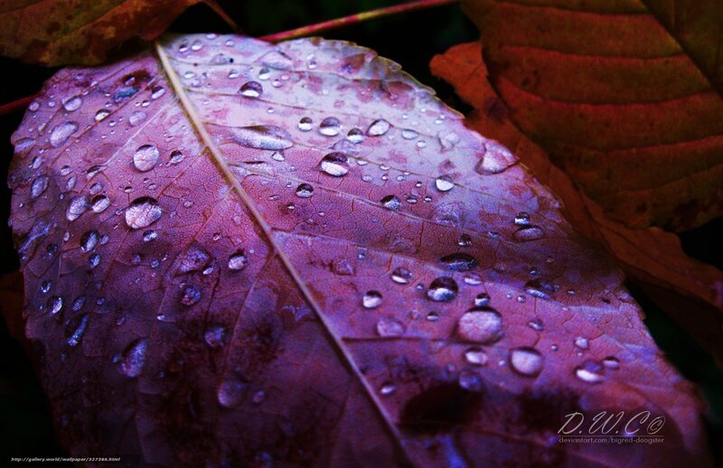 Raindrops on a purple leaf