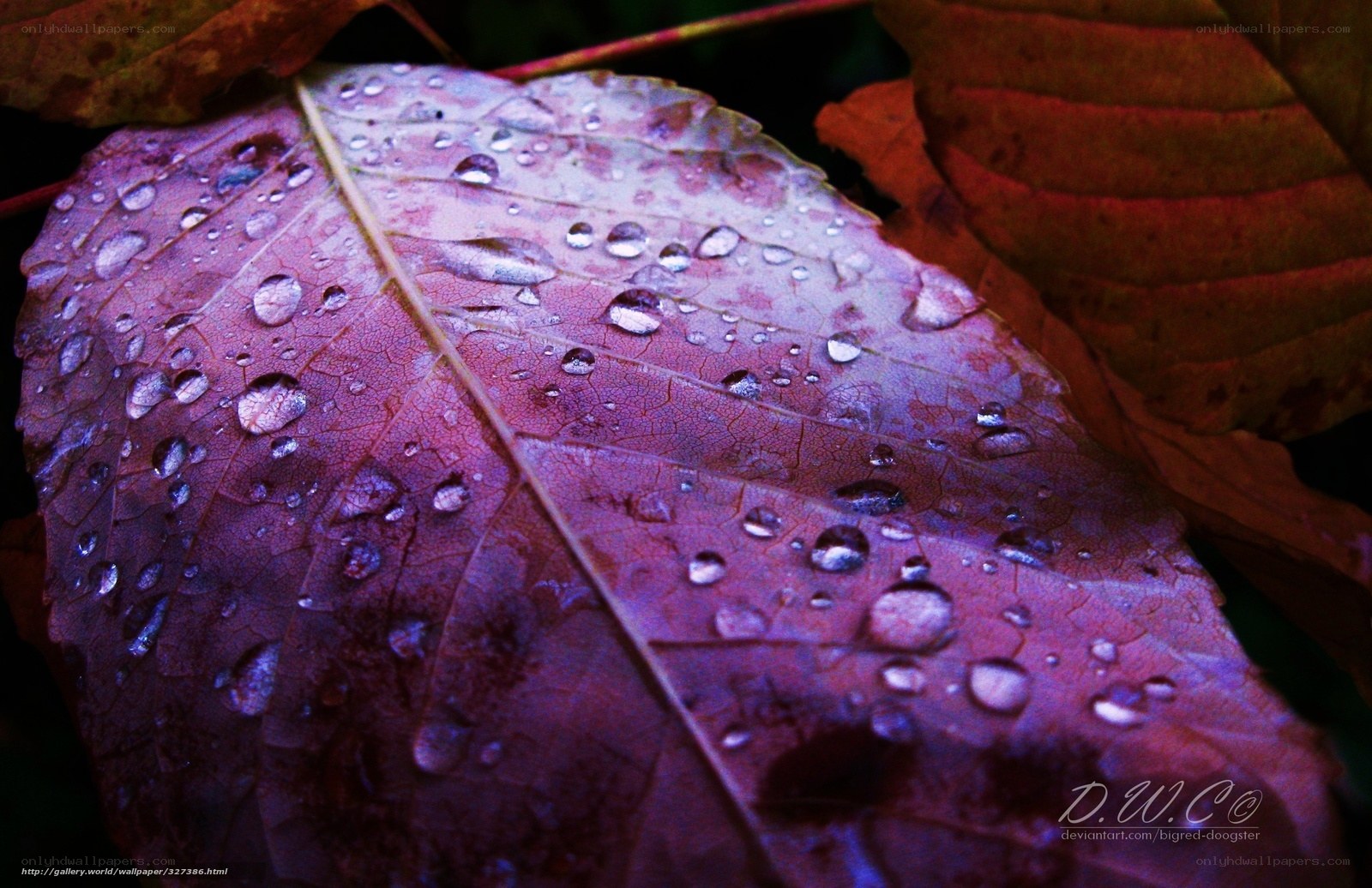 Raindrops on a purple leaf