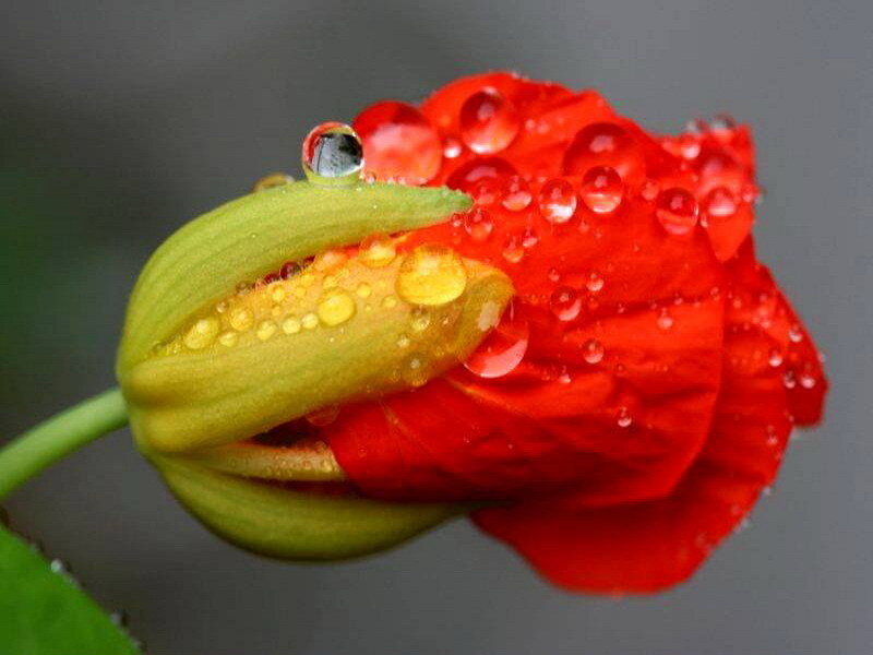 Raindrops on a red flower