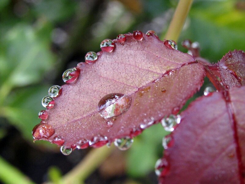 Raindrops on a red leaf