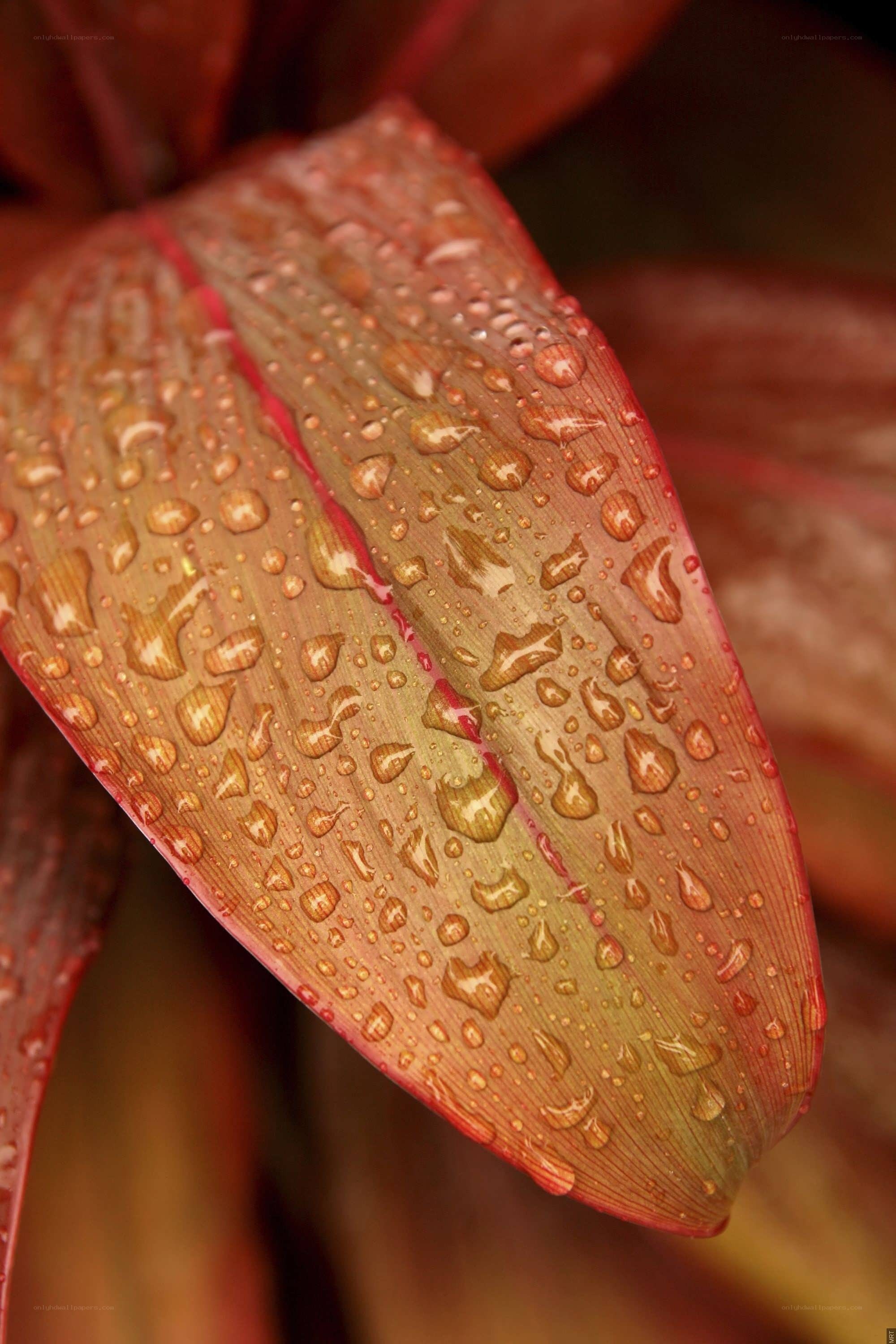 Raindrops on a red leaf