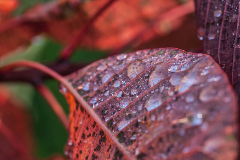 Raindrops on a red leaf