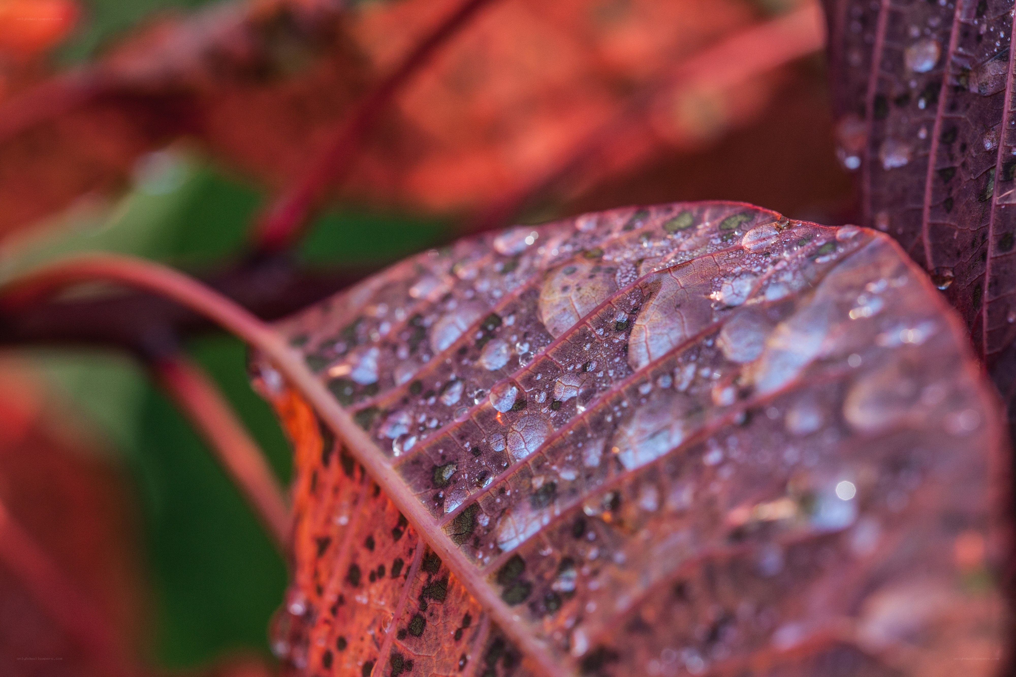 Raindrops on a red leaf