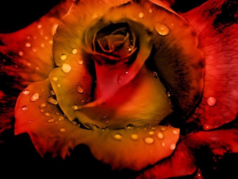 Raindrops on a red rose