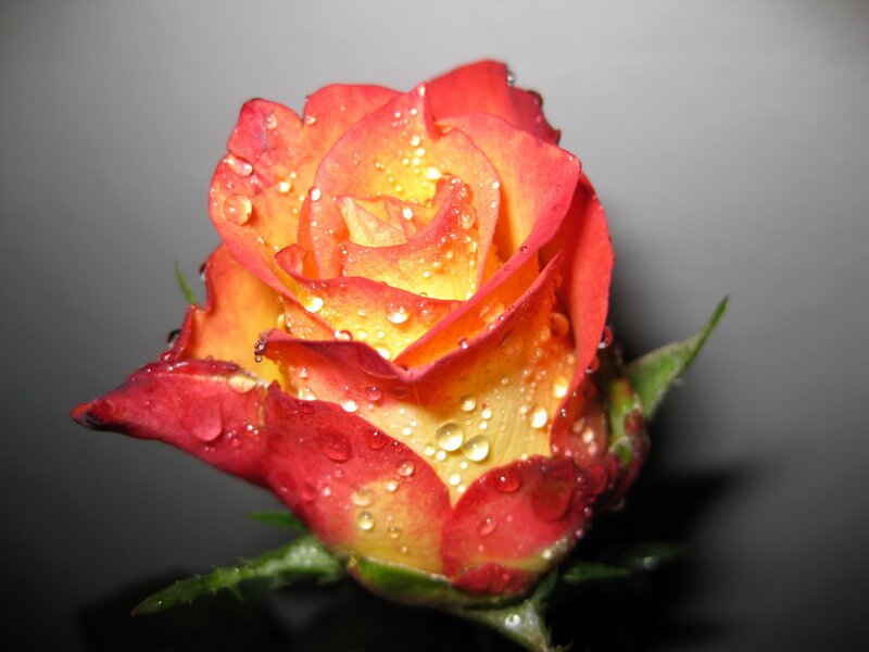 Raindrops on a red rose