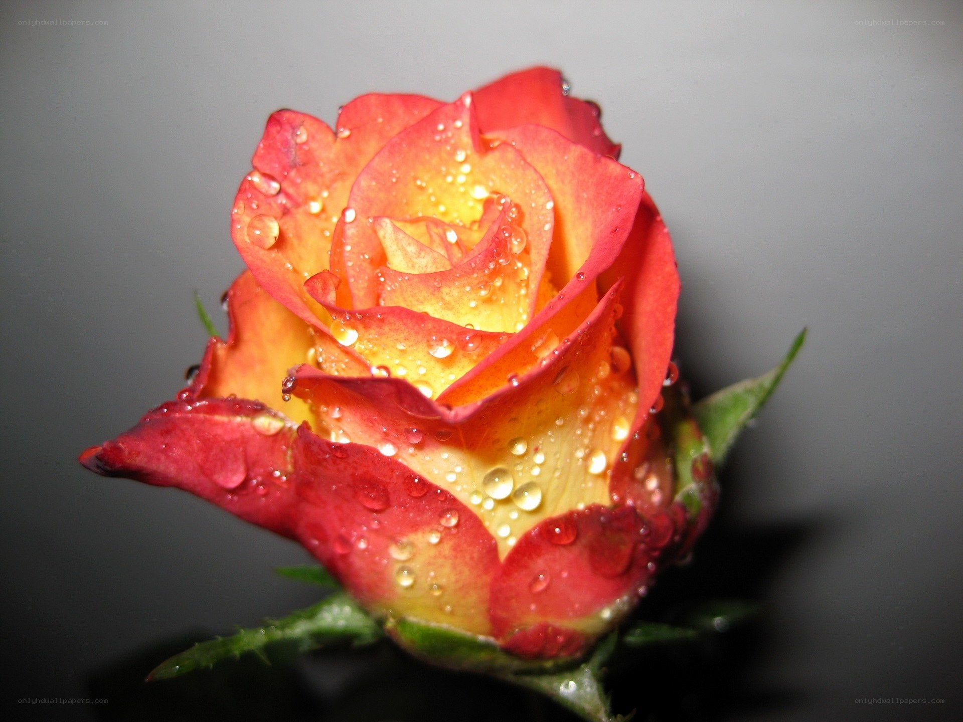 Raindrops on a red rose