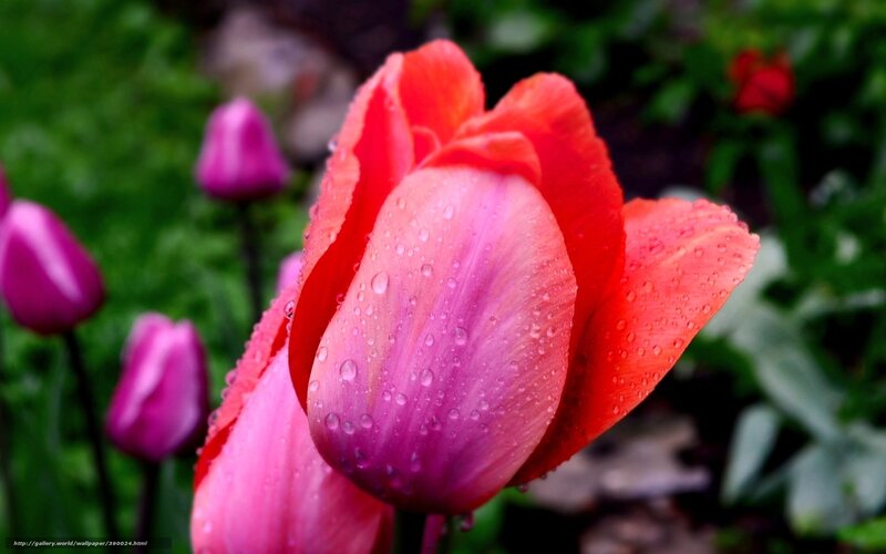 Raindrops on a red tulip