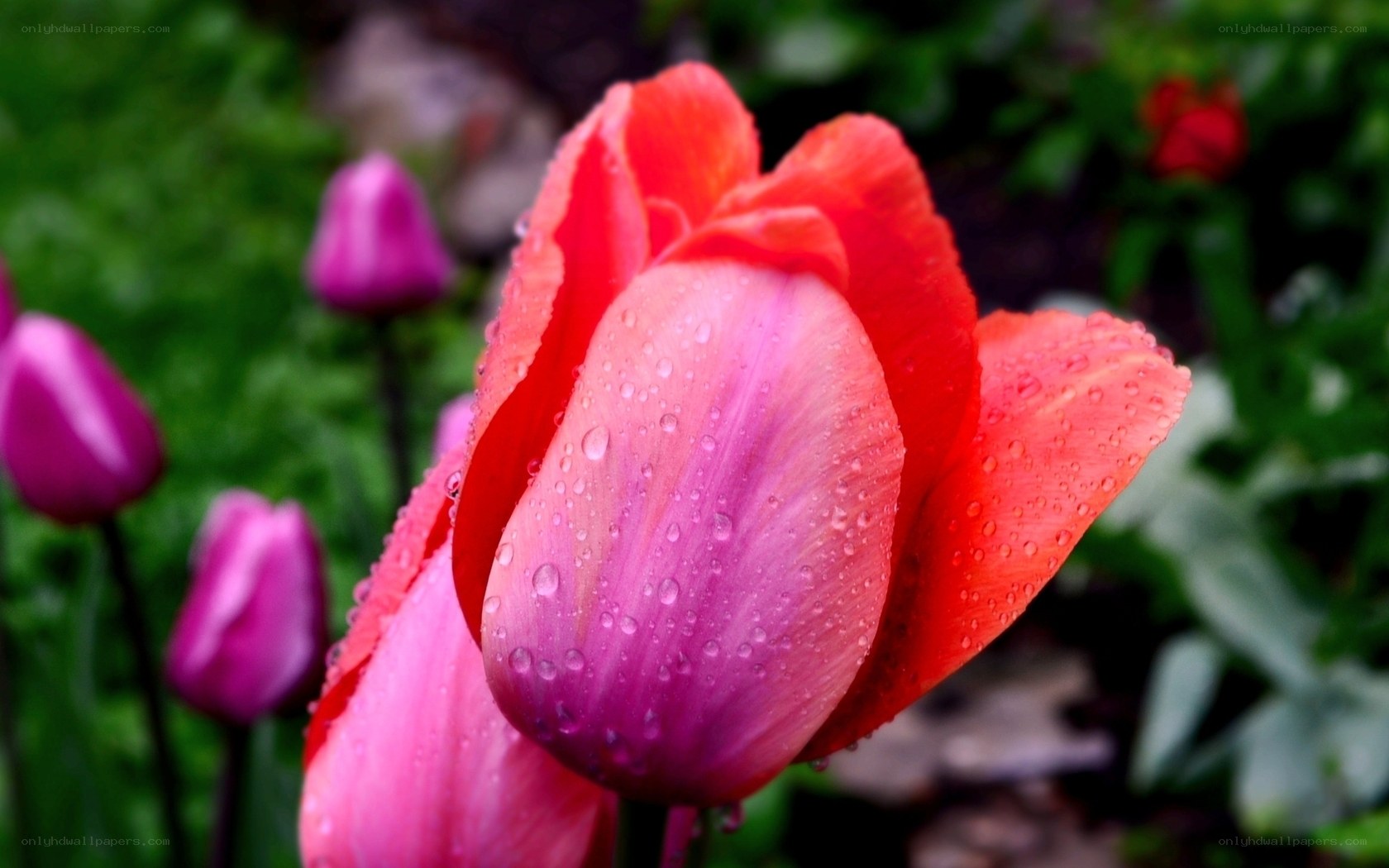 Raindrops on a red tulip