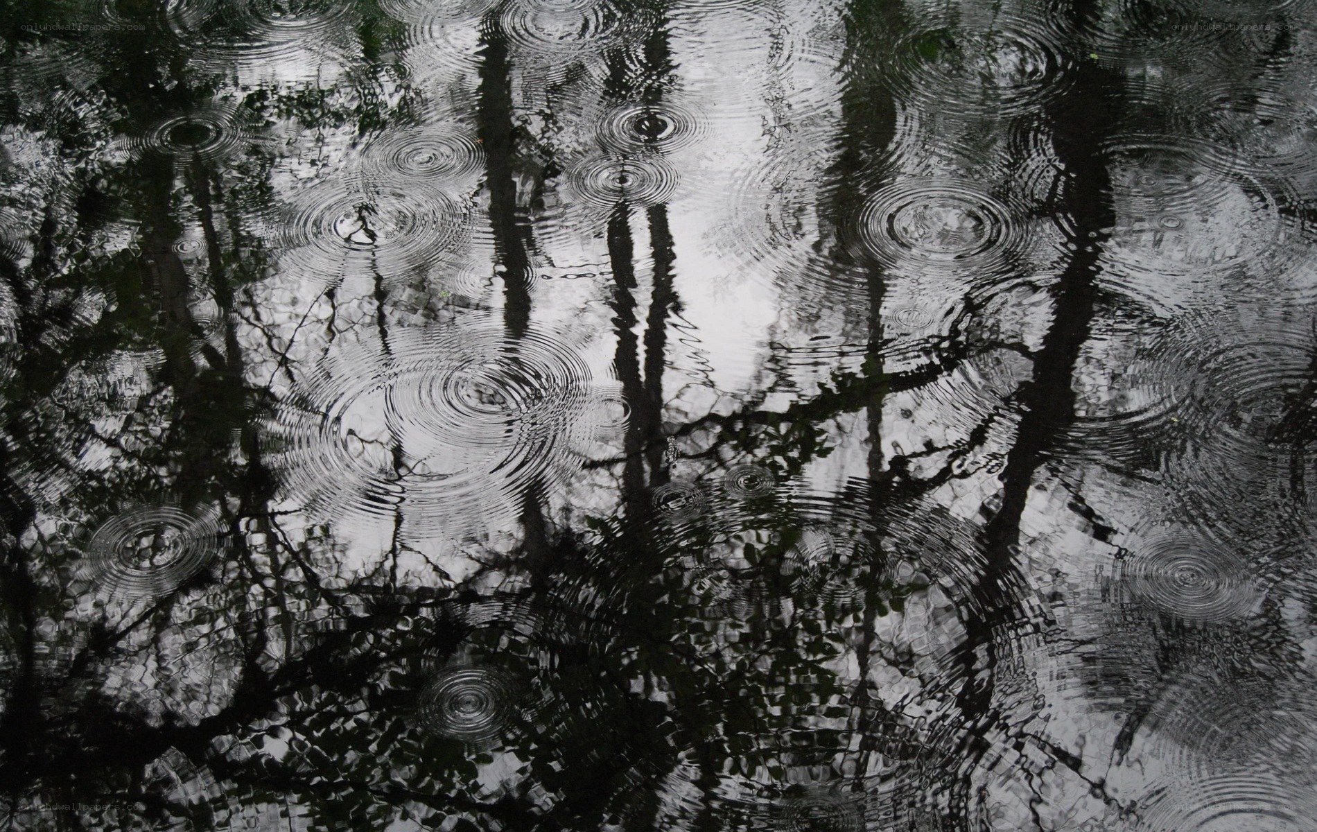 Raindrops on a reflective pond