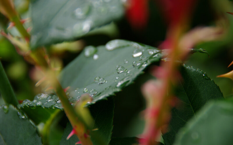 Raindrops on a rose leaf
