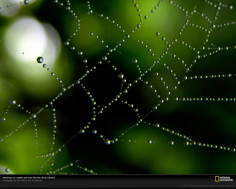 Raindrops on a spider web