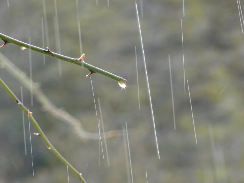 Raindrops on a Thorny Branch
