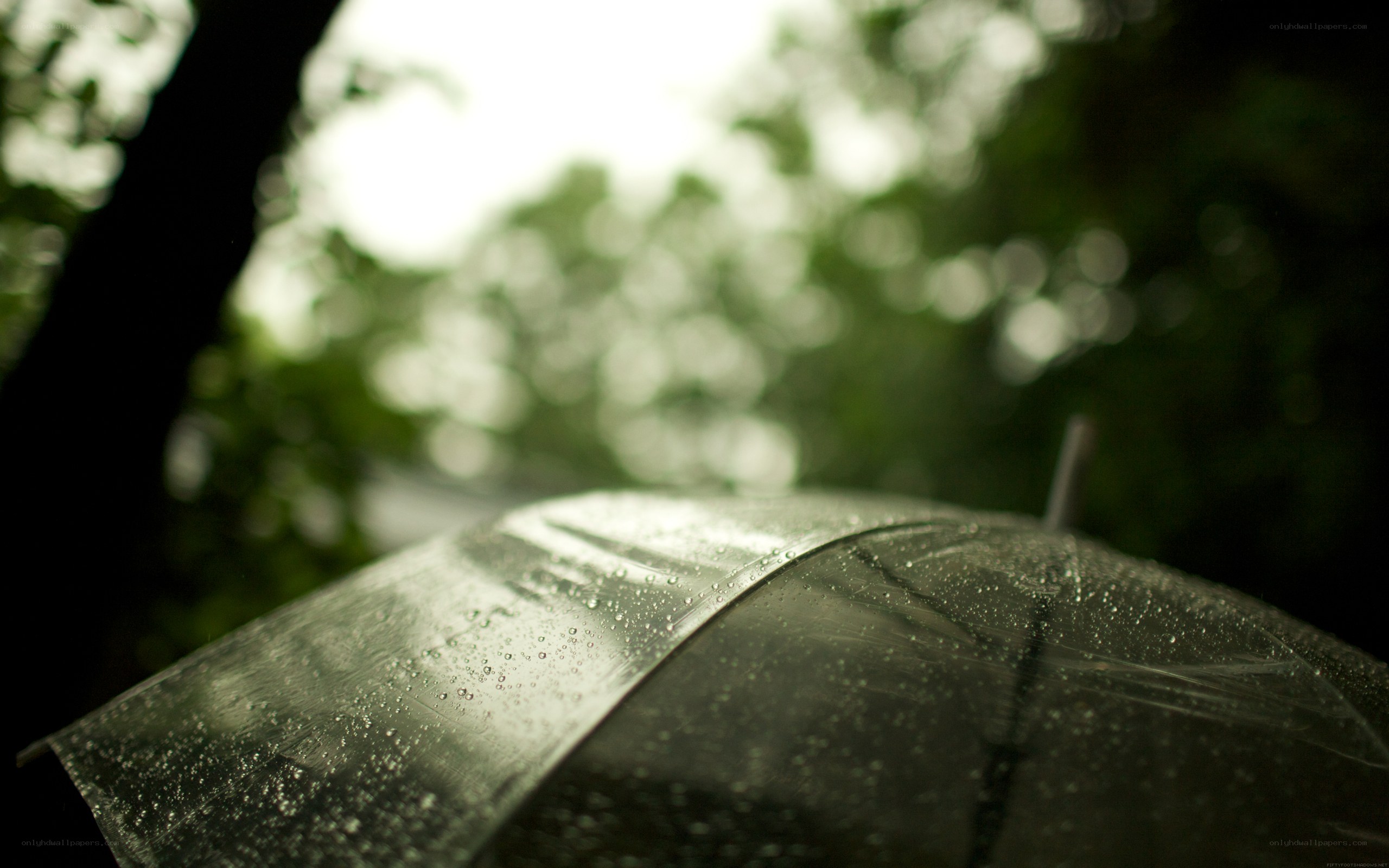 raindrops on a transparent umbrella