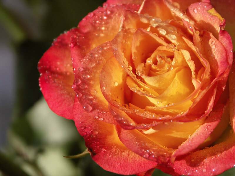 Raindrops on a vibrant rose
