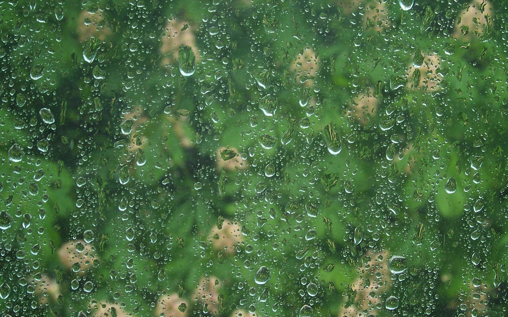 raindrops on a window
