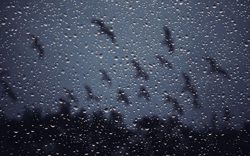 Raindrops on a window with birds