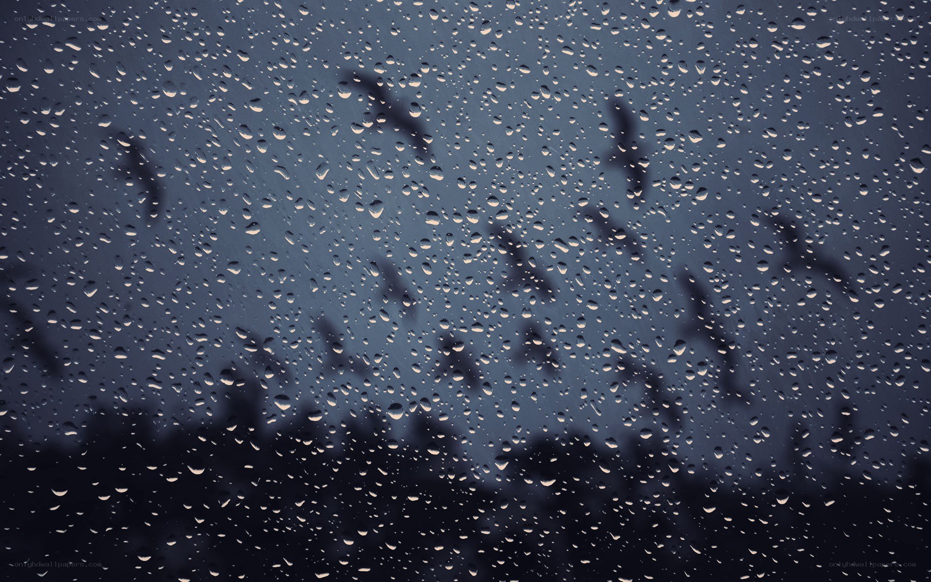 Raindrops on a window with birds