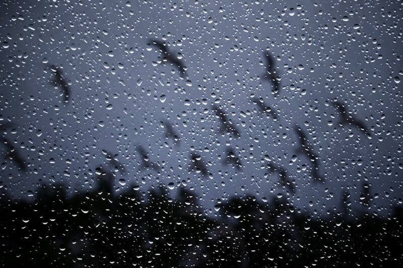 raindrops on a window with birds