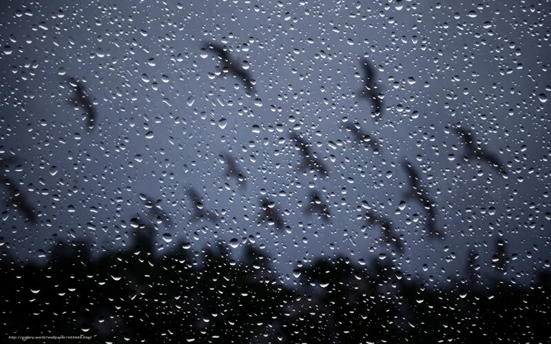 Raindrops on a window with birds