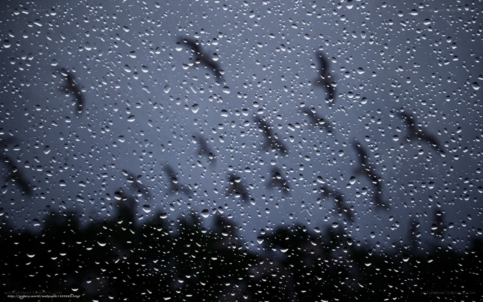 Raindrops on a window with birds