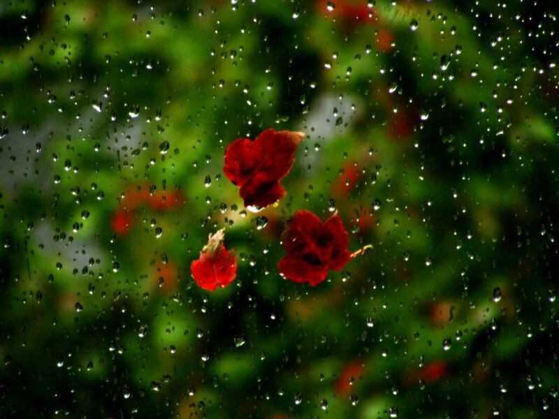 Raindrops on a window with red leaves