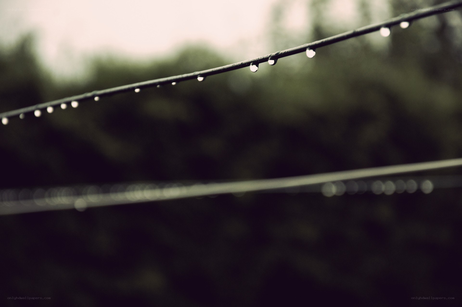 raindrops on a wire