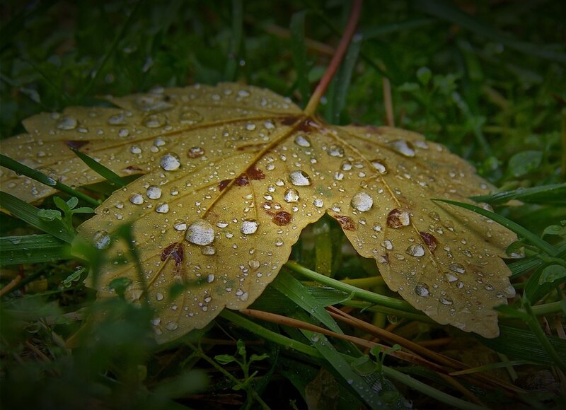 Raindrops on a yellow leaf
