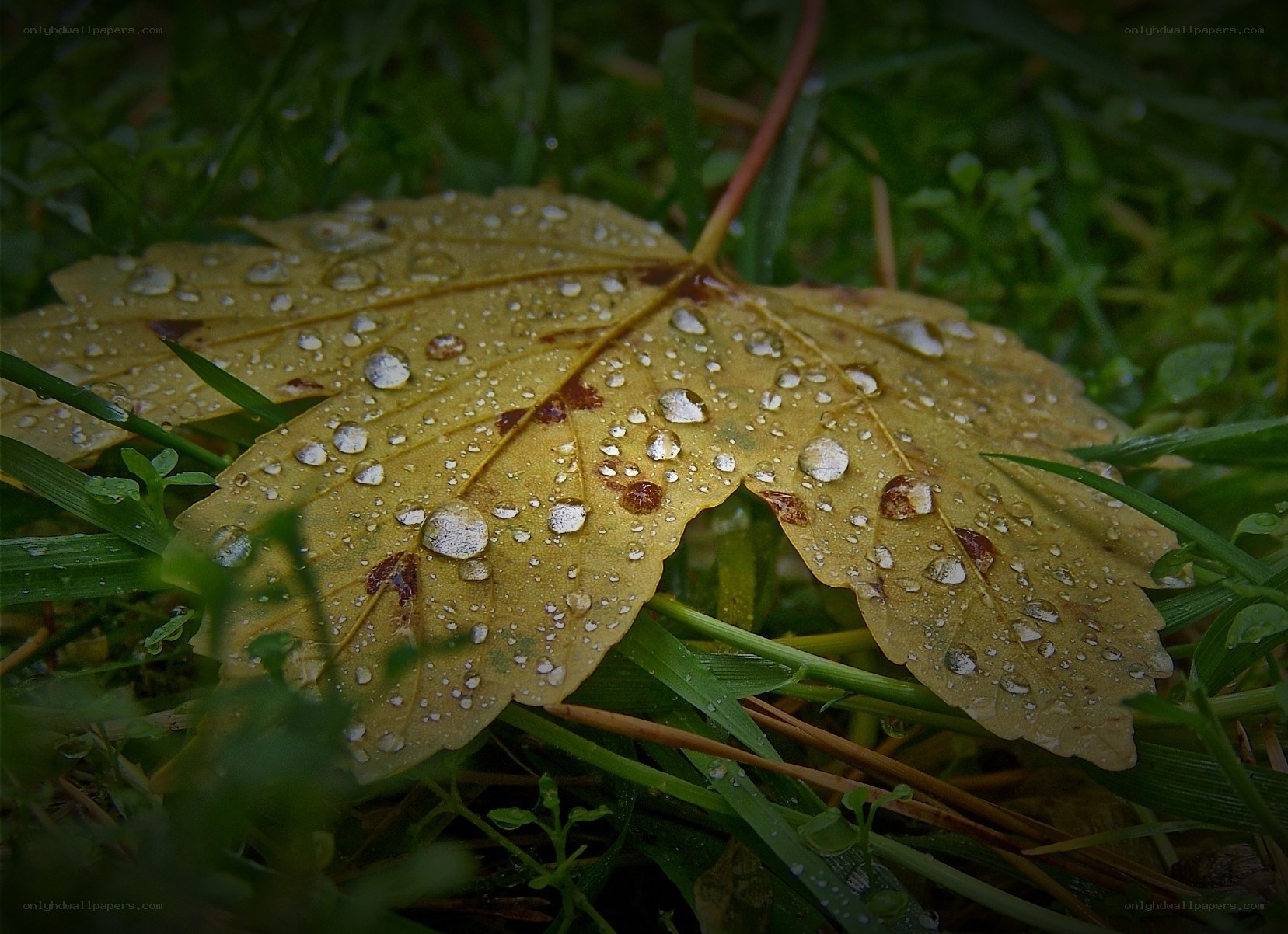 Raindrops on a yellow leaf