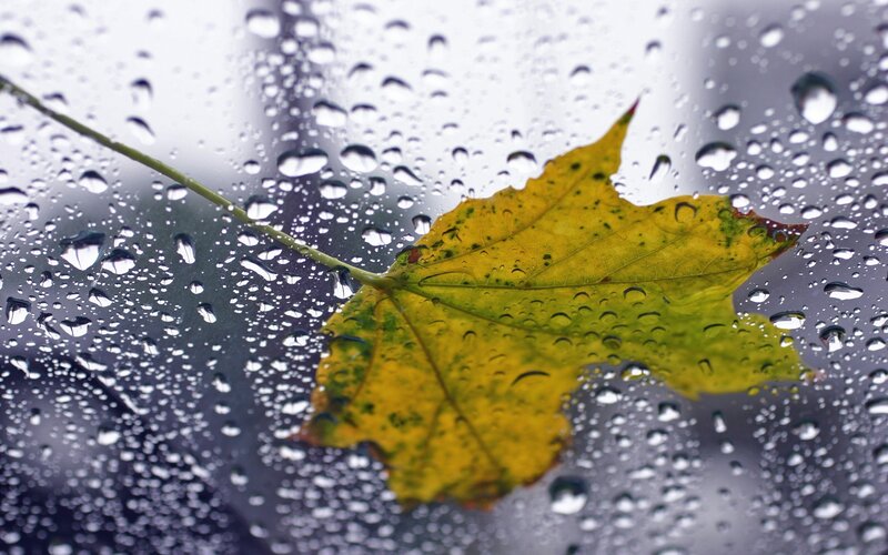 Raindrops on a yellow leaf