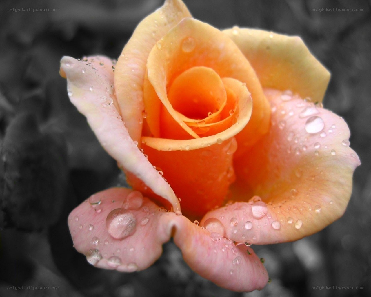 Raindrops on a yellow rose