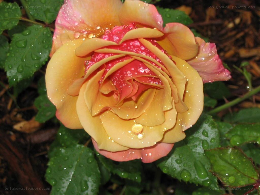raindrops on a yellow rose