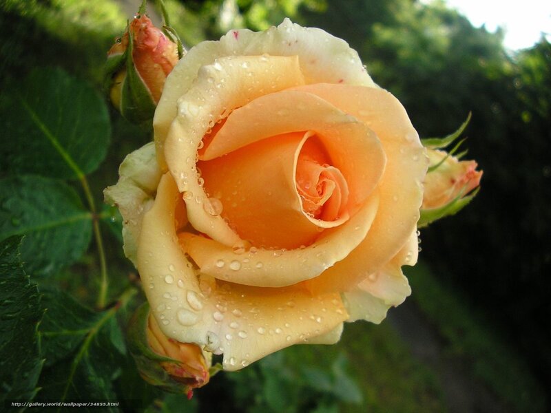 Raindrops on a yellow rose