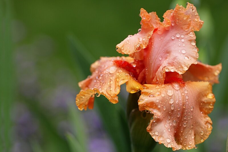 Raindrops on an orange iris