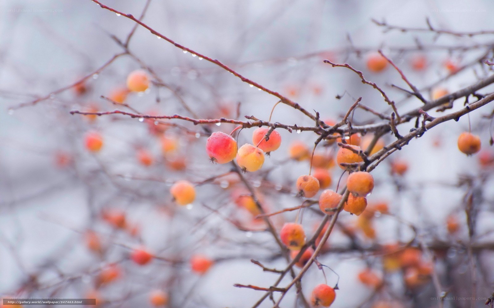 Raindrops on autumn berries