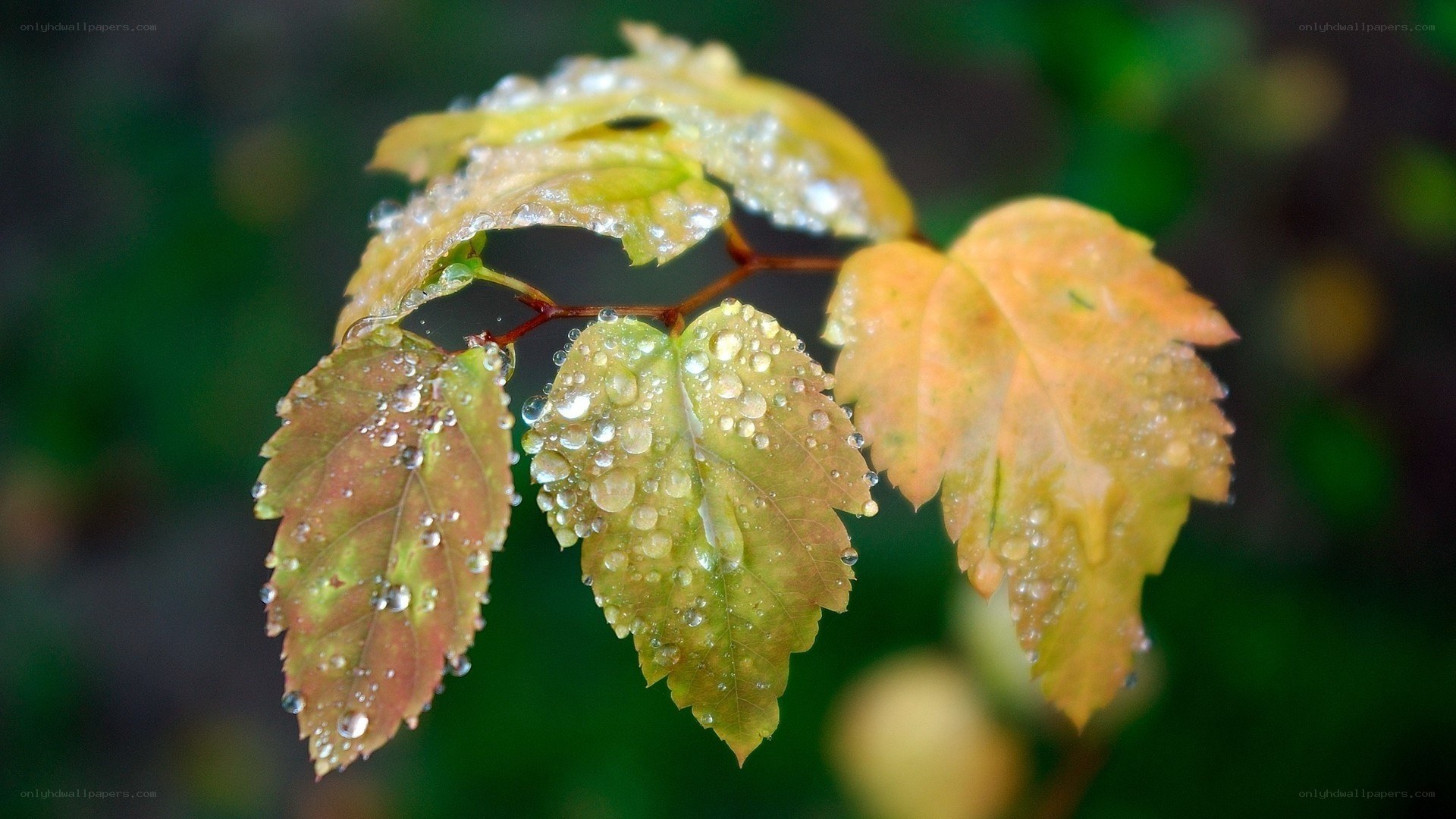 Raindrops on autumn leaves