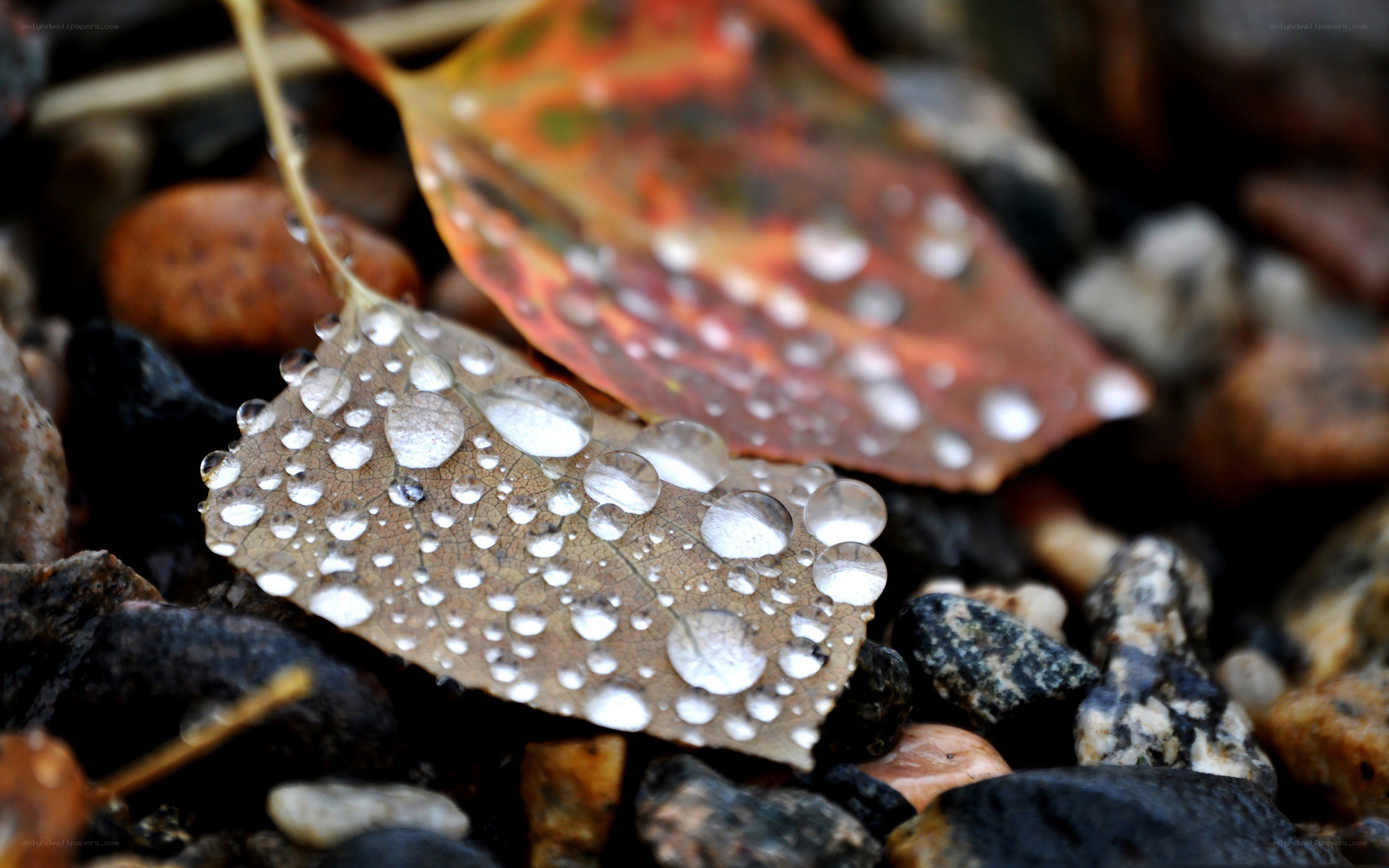Raindrops on autumn leaves