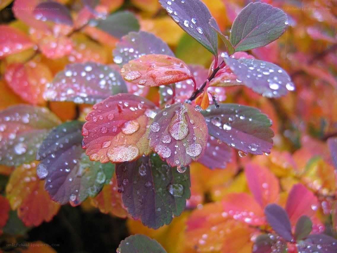Raindrops on autumn leaves