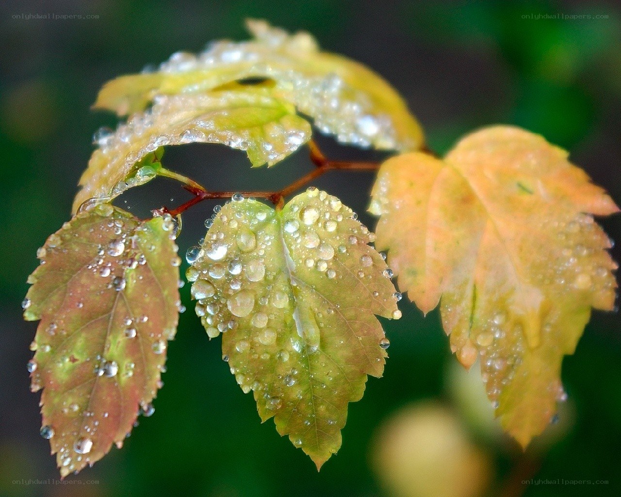 Raindrops on autumn leaves