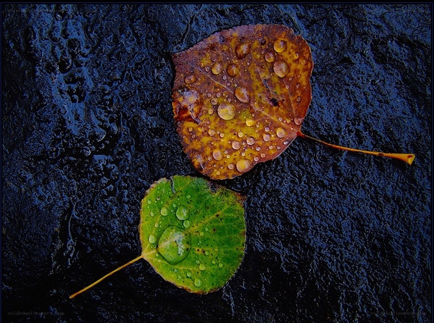 Raindrops on autumn leaves