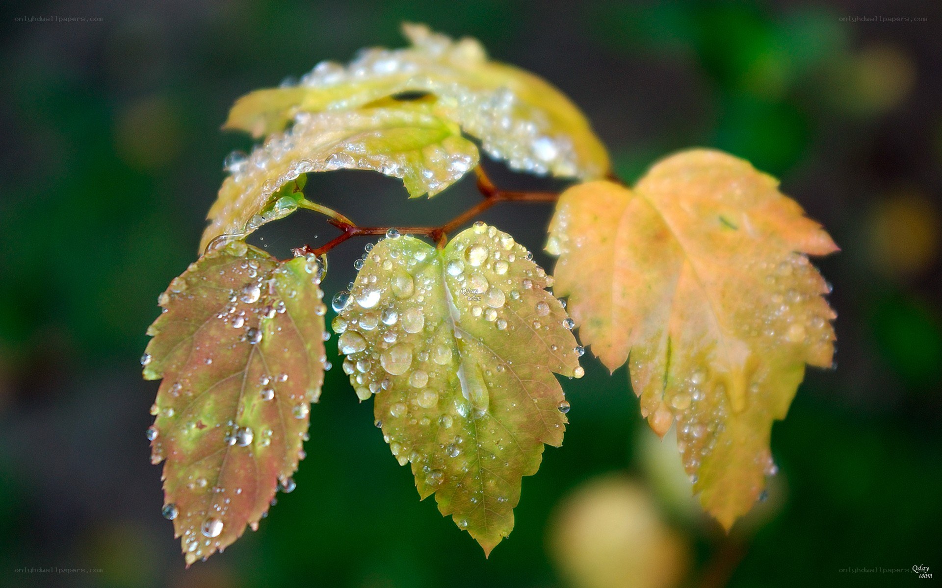 Raindrops on autumn leaves