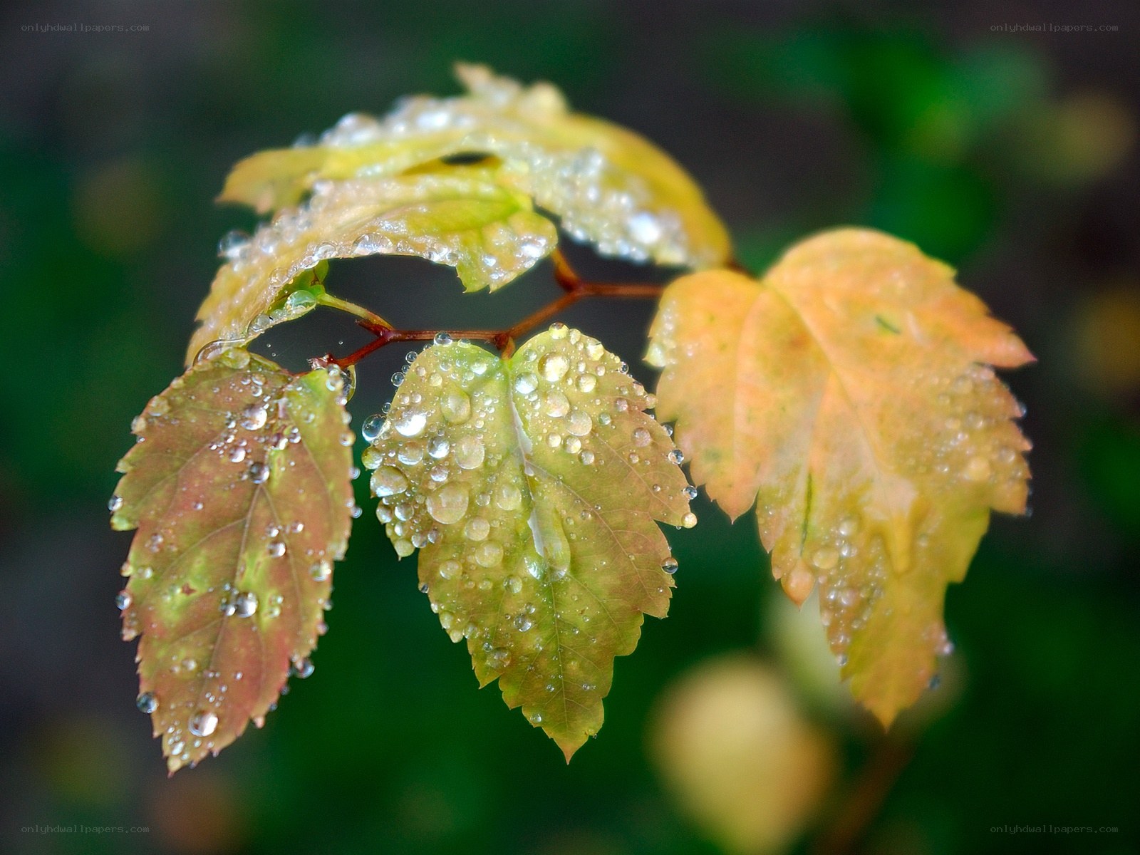 Raindrops on autumn leaves