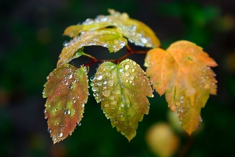 Raindrops on Autumn Leaves — Green