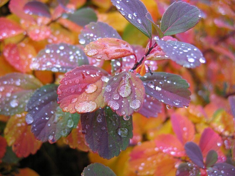 Raindrops on Autumn Leaves — Red, Moist