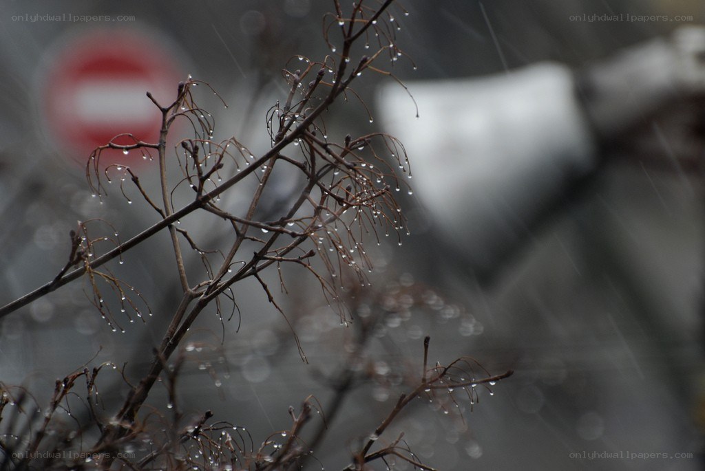Raindrops on bare branches