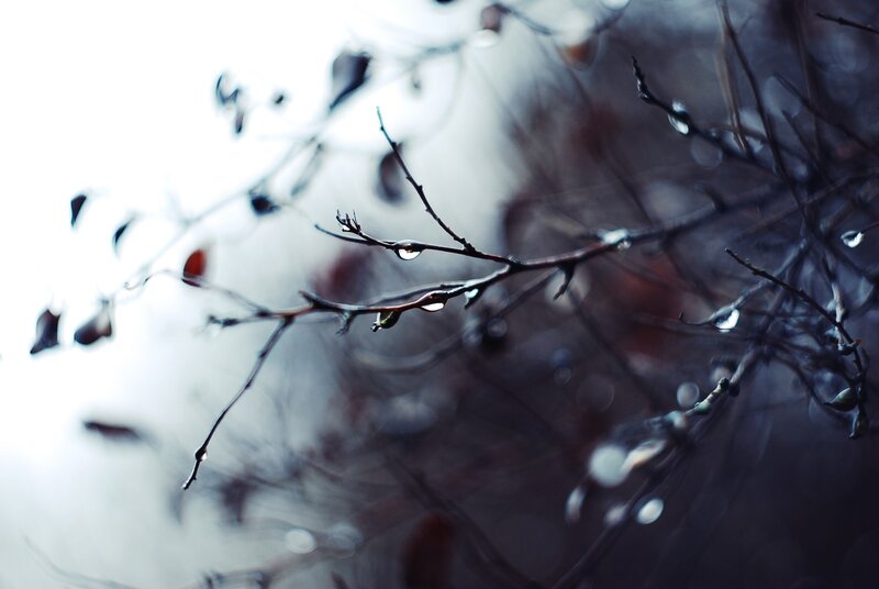 raindrops on bare branches