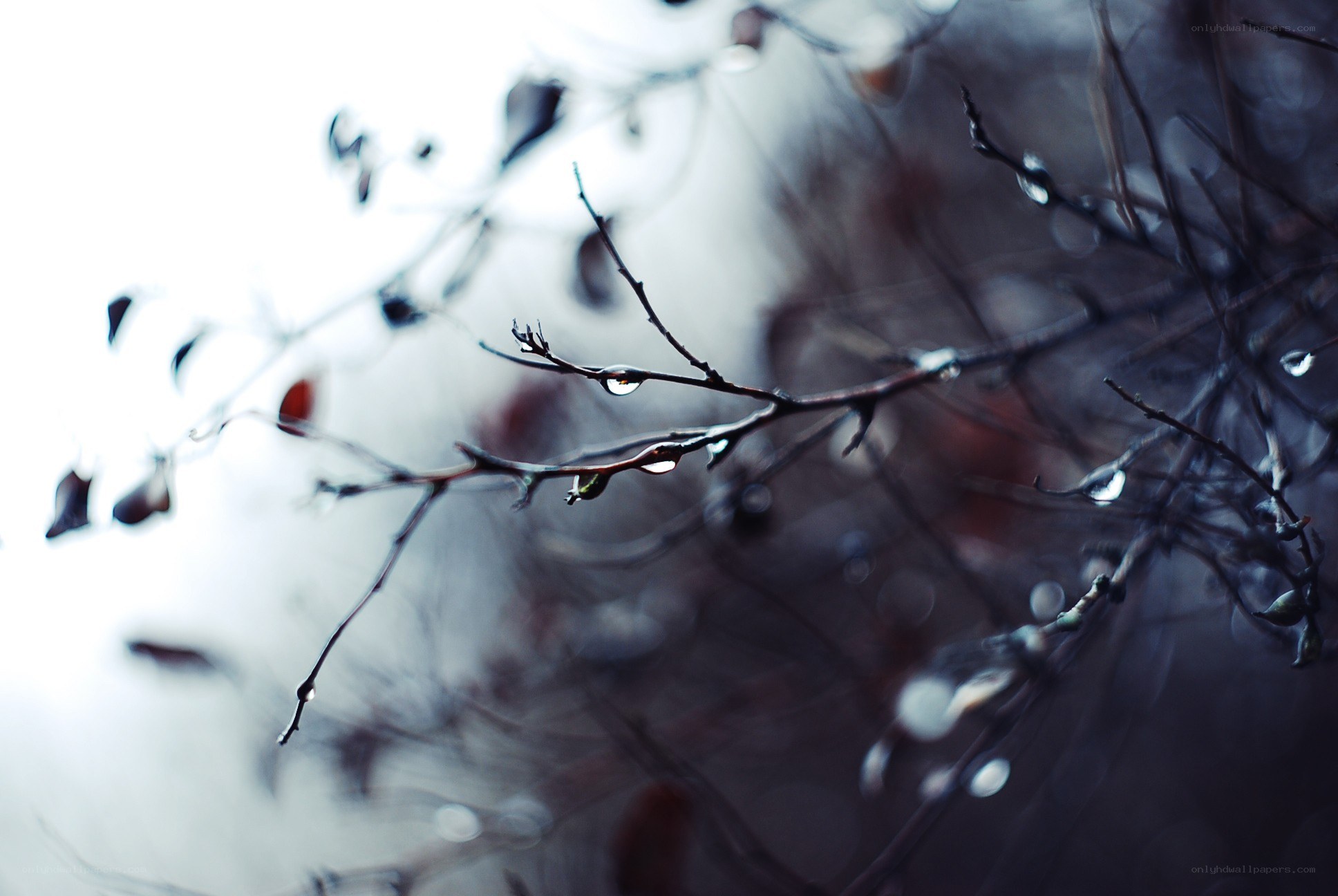 raindrops on bare branches