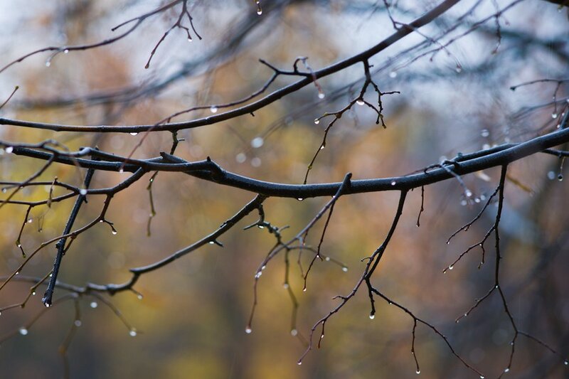 Raindrops on bare branches