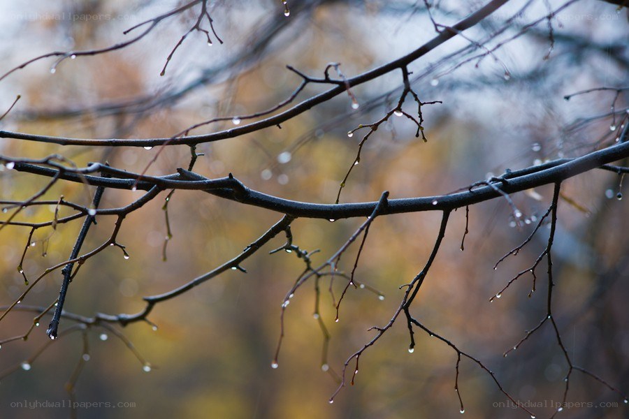 Raindrops on bare branches